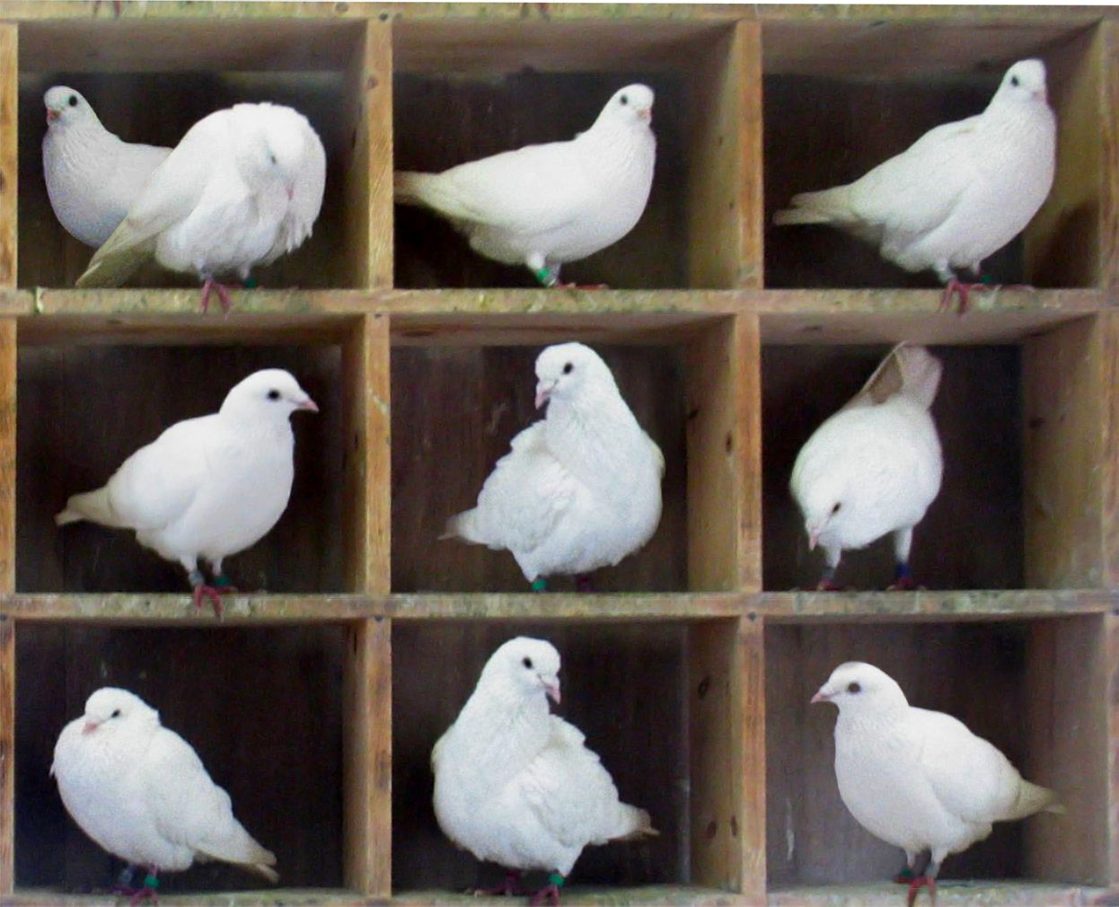 Ten pigeons distributed across nine pigeonholes — the literal physical anchor for the pigeonhole principle.